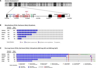 Homozygous Co-Deletion of Type I Interferons and CDKN2A Genes in Thoracic Cancers: Potential Consequences for Therapy